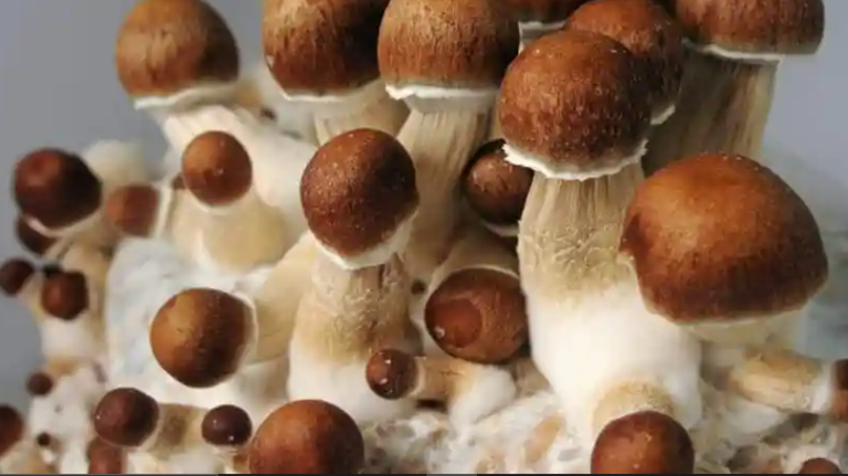 Penis Envy Mushroom Strain