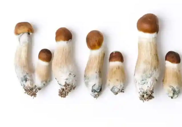 Penis Envy Mushroom Strain